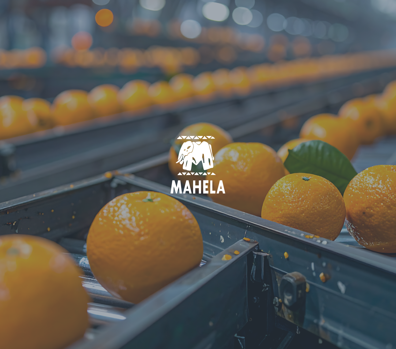 Pallidus Letaba pakkers Mahela